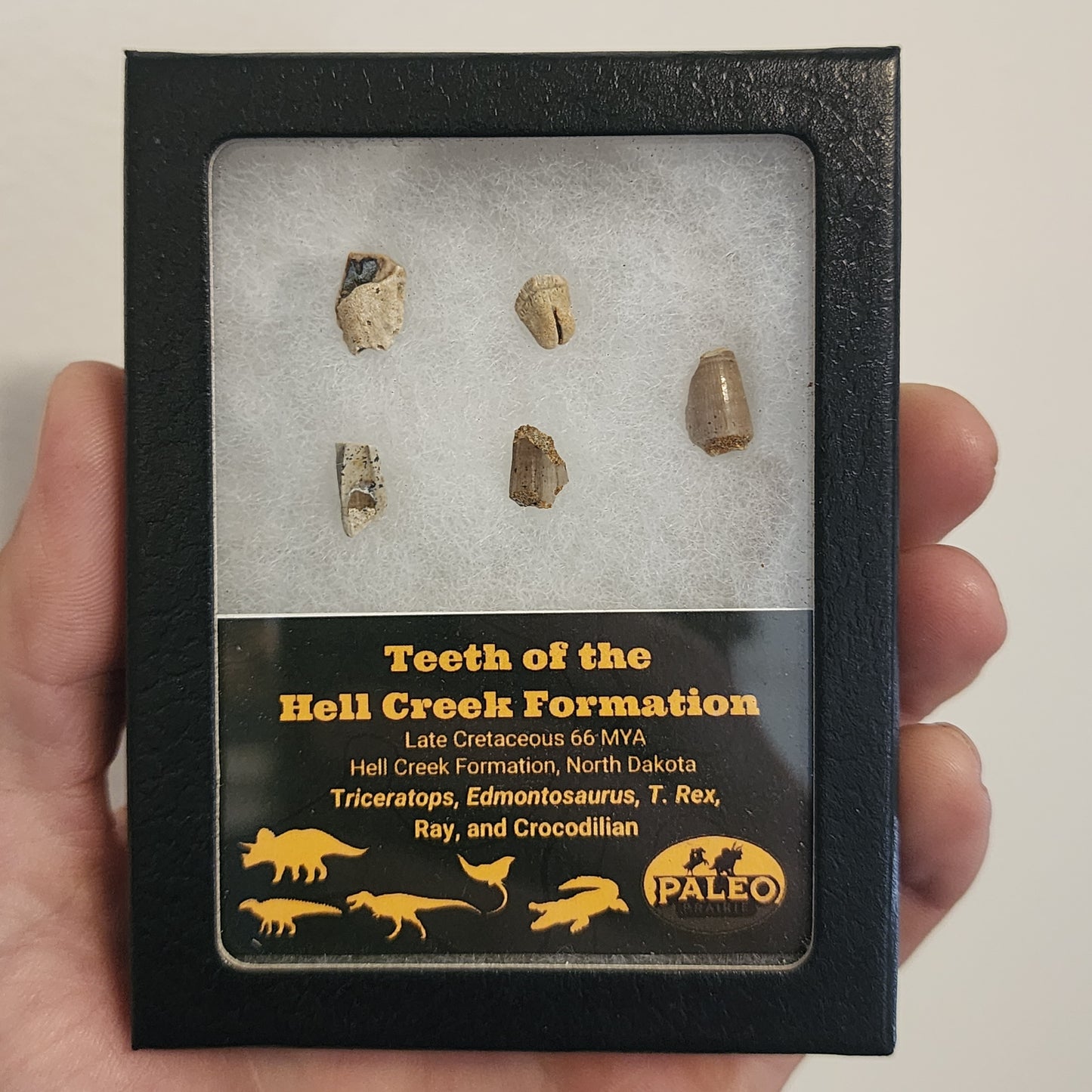 Teeth of the Hell Creek Formation — Late Cretaceous (66 Million Years Ago)