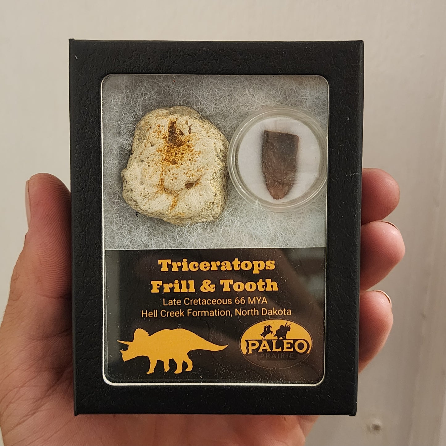 Triceratops Frill & Tooth — Hell Creek Formation (66 Million Years Ago)