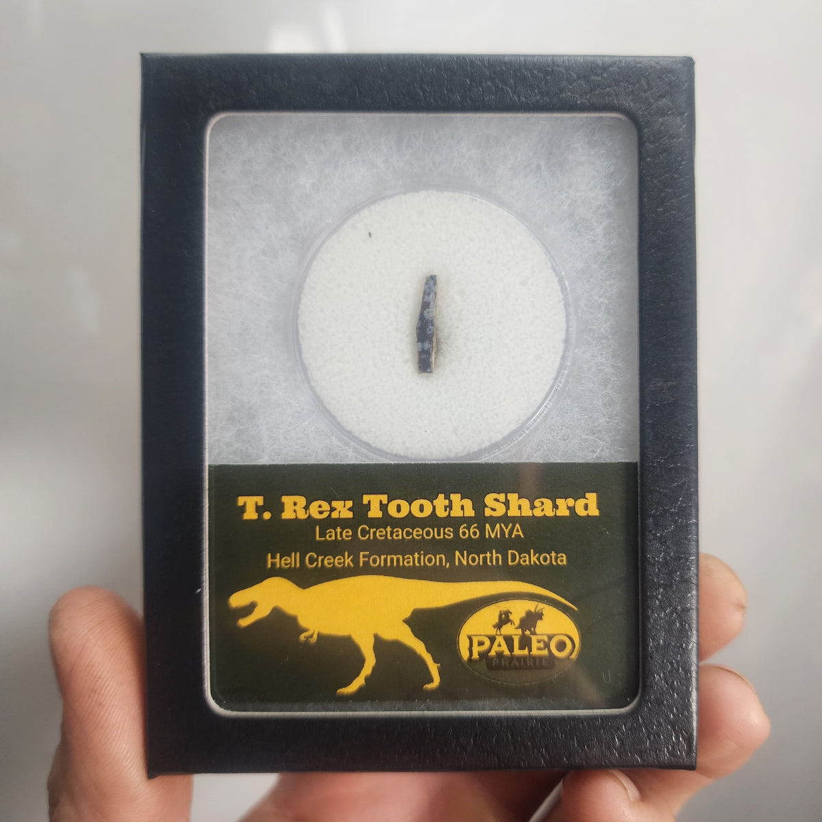Paleo Prairie T. rex tooth fragment Riker box from the Hell Creek Formation, North Dakota (example photo)