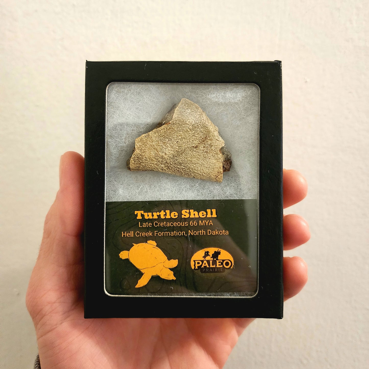 Turtle Shell Fragment — Hell Creek Formation (66 MYA)
