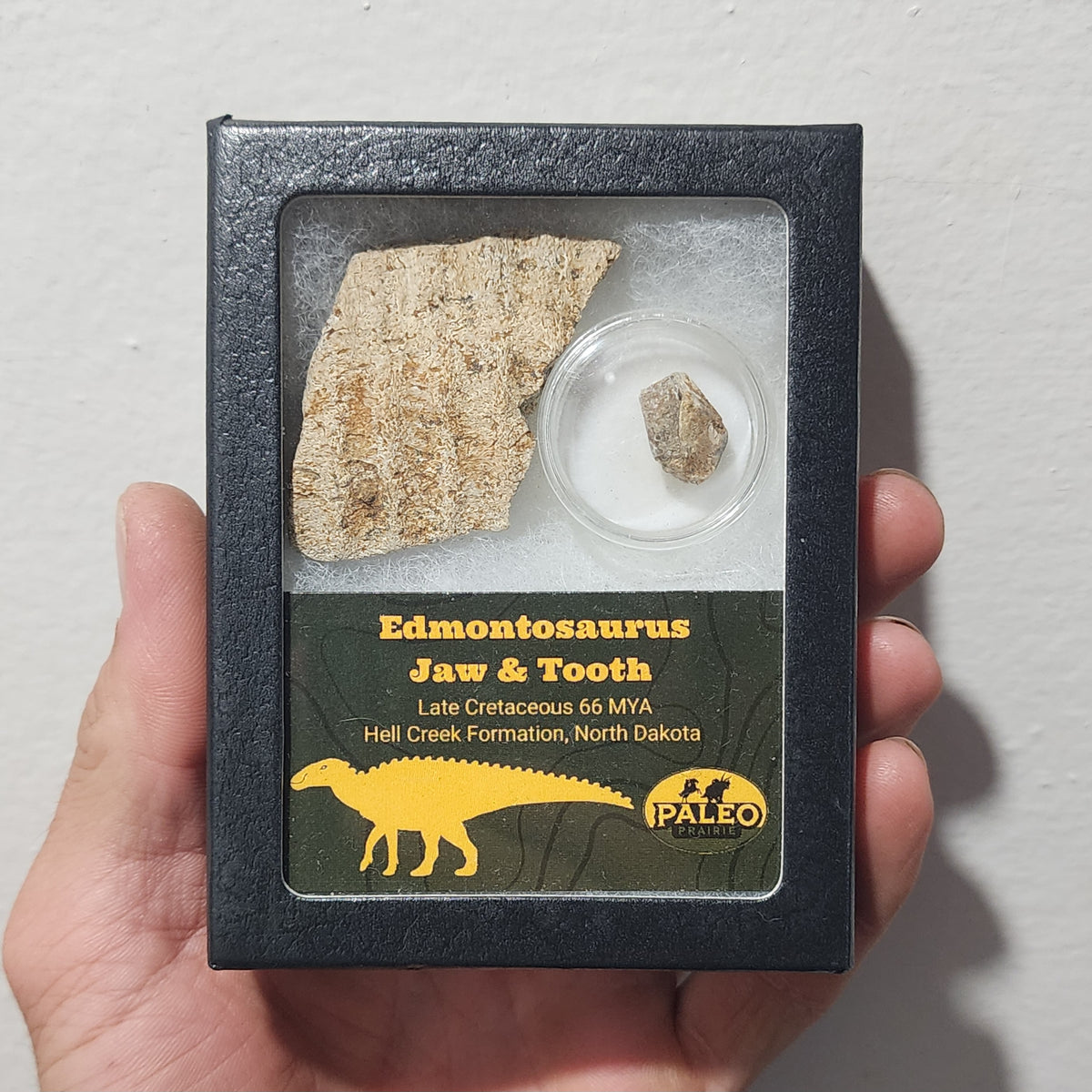Paleo Prairie large Edmontosaurus jaw and tooth Riker box from the Hell Creek Formation, North Dakota