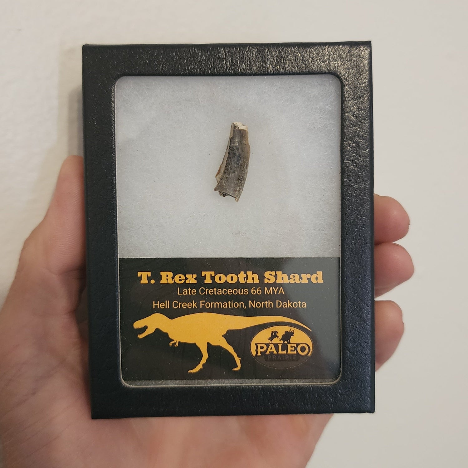 Fossils