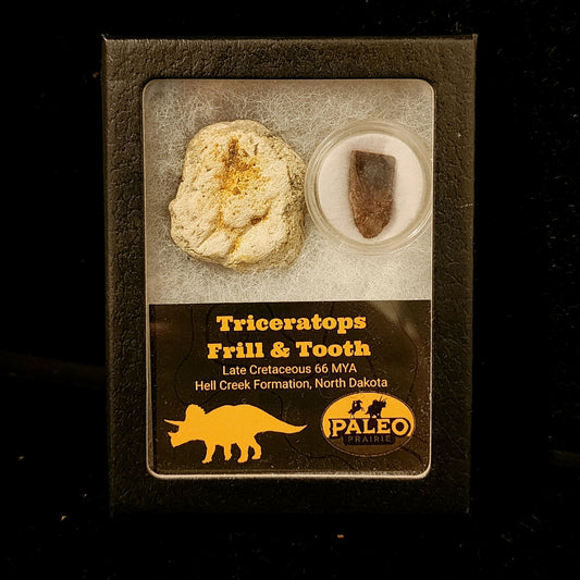 Triceratops Frill & Tooth — Hell Creek Formation (66 Million Years Ago)