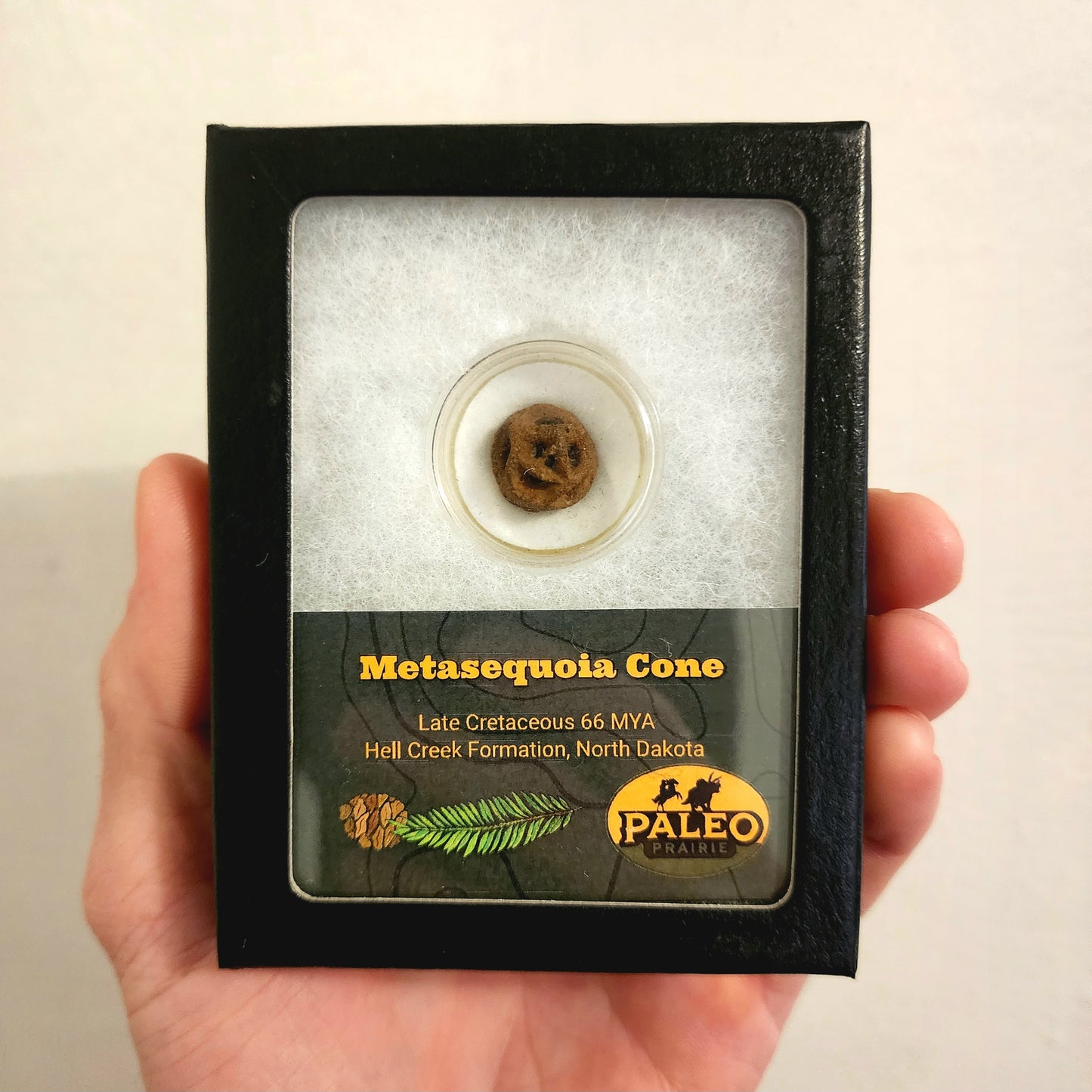 Metasequoia Cone — Hell Creek Formation (66 MYA)