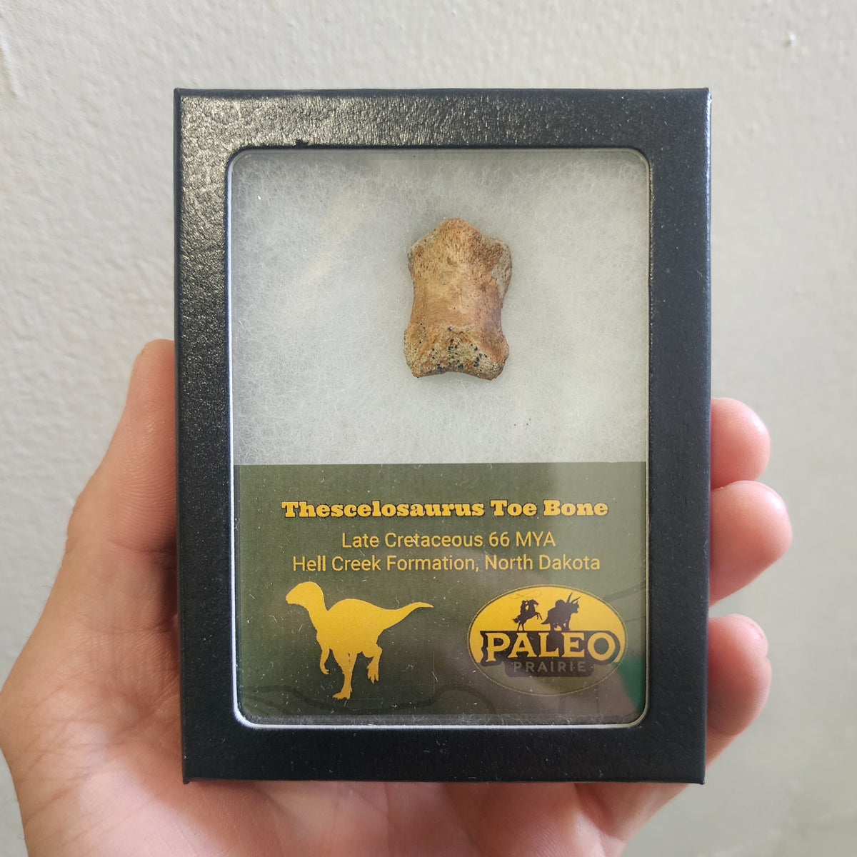 Thescelosaurus dinosaur toe bone fossil from the Hell Creek Formation displayed in a Riker box with Paleo Prairie label