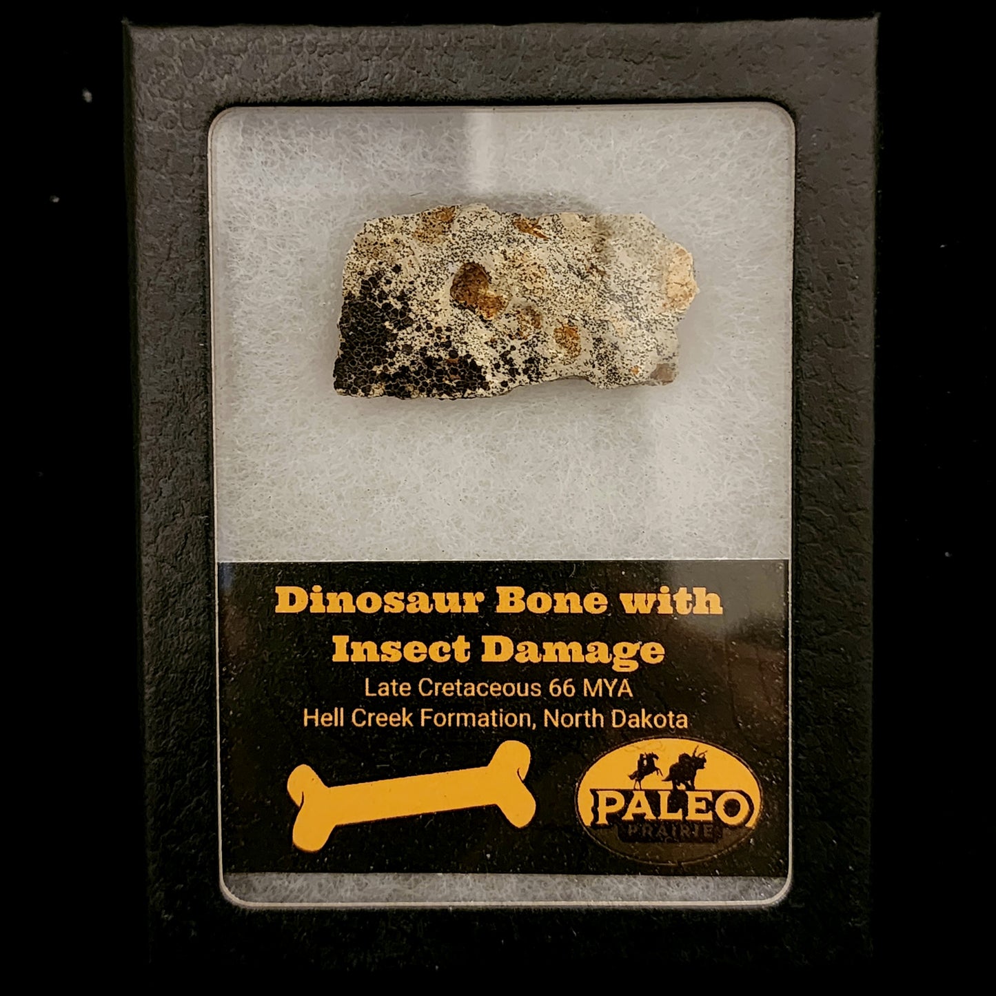 Dinosaur Bone with Insect Damage — Hell Creek Formation (66 Million Years Ago)