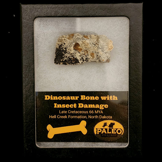 Dinosaur Bone with Insect Damage — Hell Creek Formation (66 Million Years Ago)
