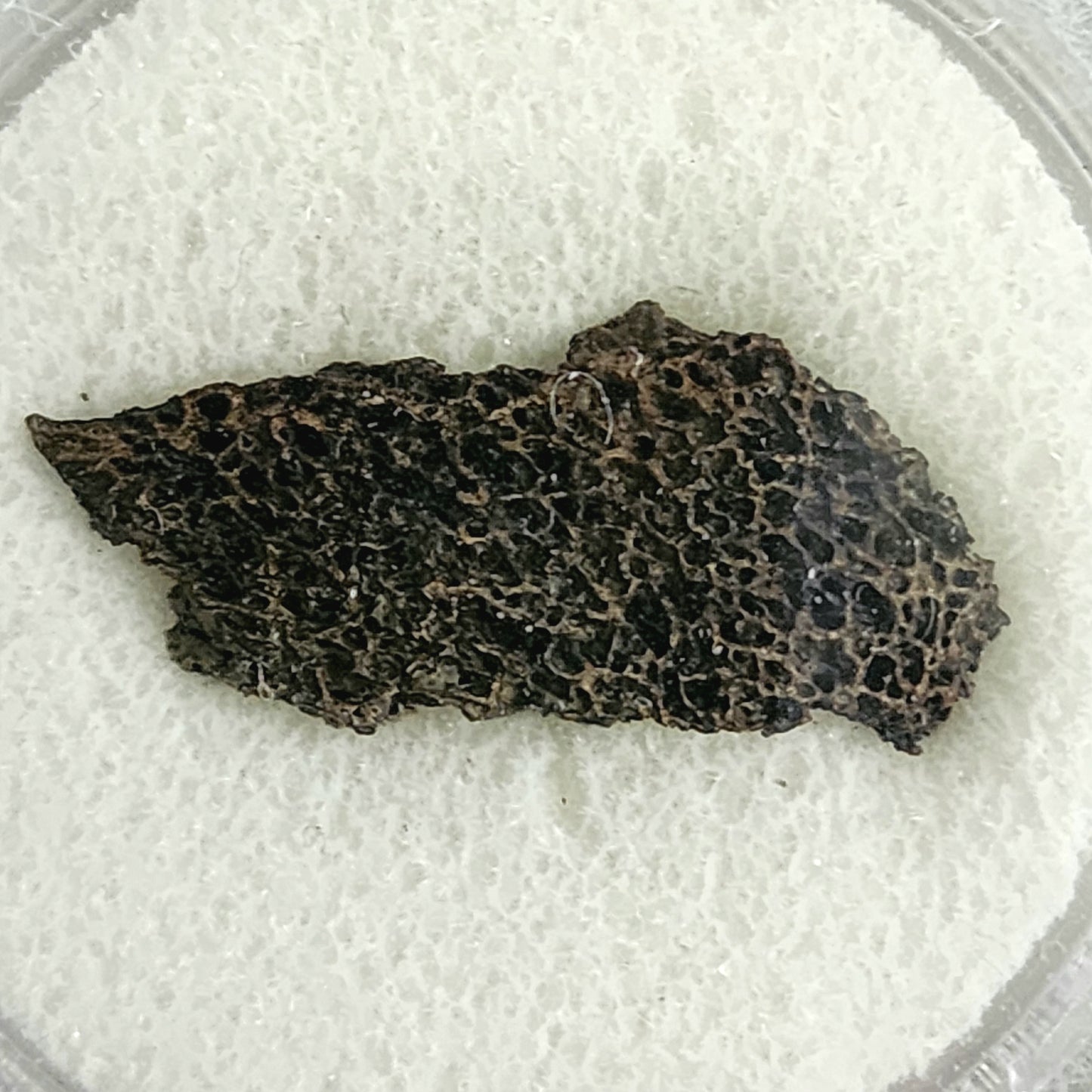 Cut Dinosaur Bone – Hell Creek Formation