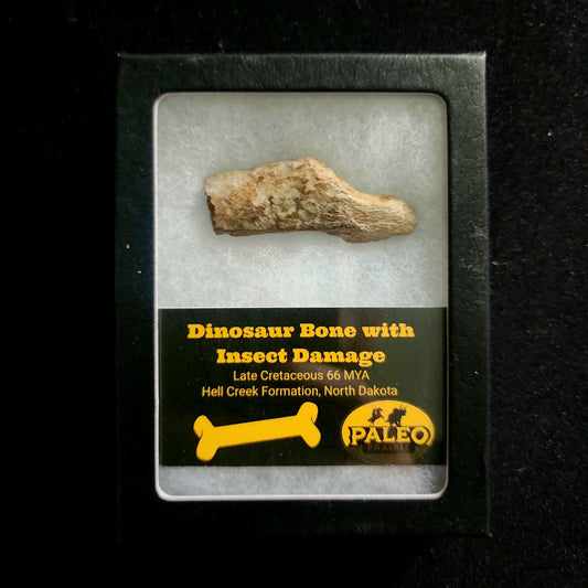 Dinosaur Bone with Insect Damage — Hell Creek Formation (66 Million Years Ago)