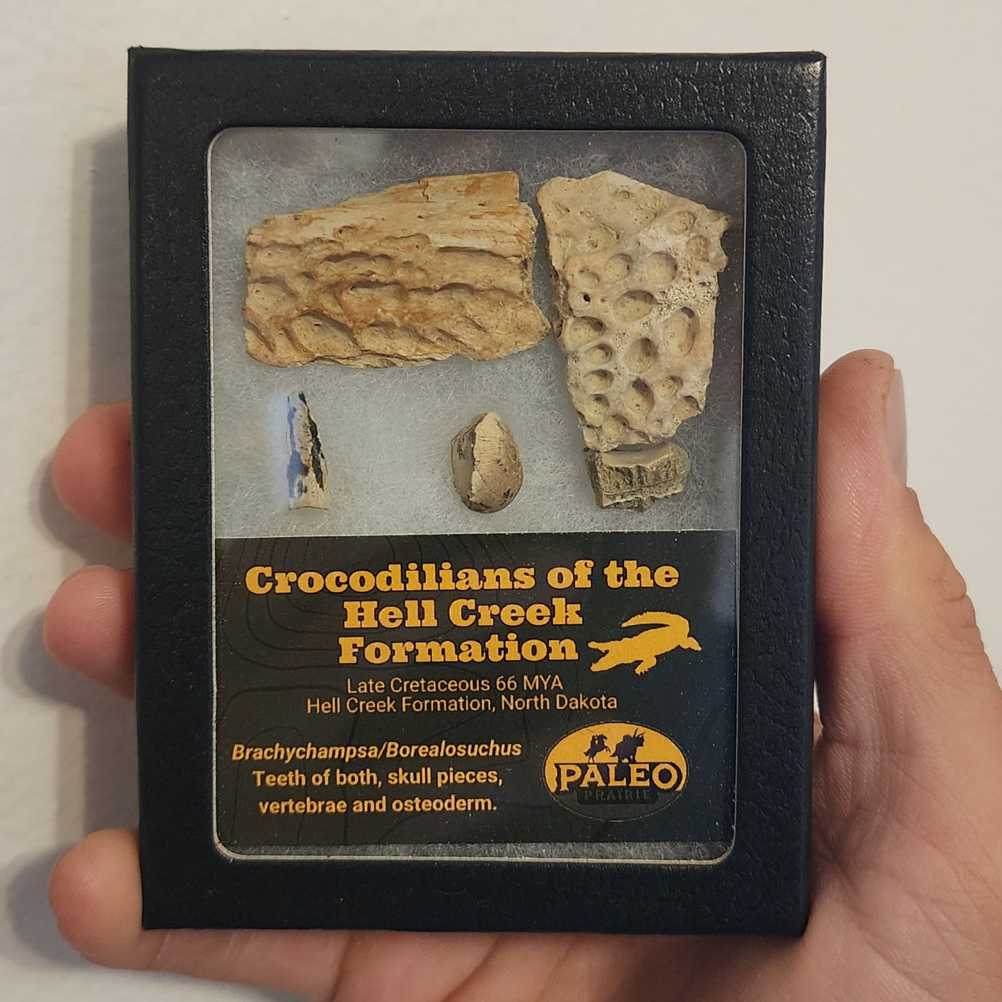 Crocodilians of the Hell Creek Formation