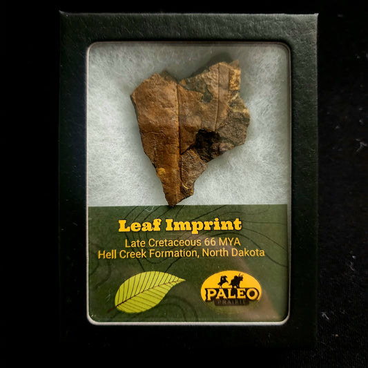 Leaf Imprint Fossil