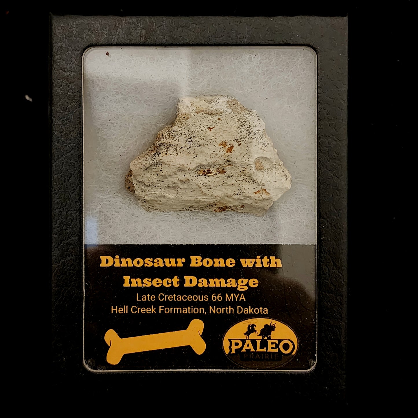 Dinosaur Bone with Insect Damage — Hell Creek Formation (66 Million Years Ago)