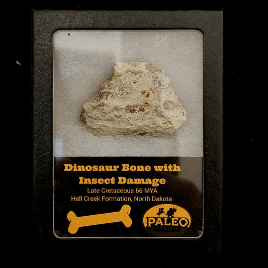 Dinosaur Bone with Insect Damage — Hell Creek Formation (66 Million Years Ago)