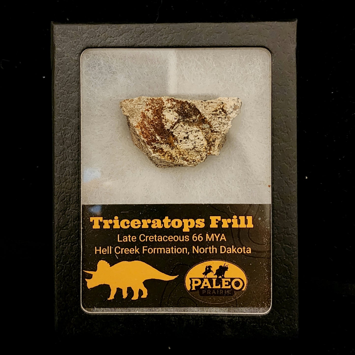 Triceratops Frill — Hell Creek Formation (66 Million Years Ago)
