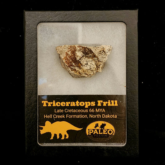 Triceratops Frill — Hell Creek Formation (66 Million Years Ago)
