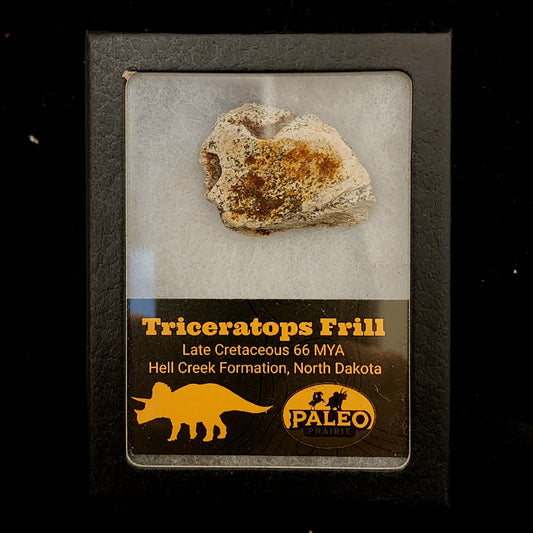 Triceratops Frill — Hell Creek Formation (66 Million Years Ago)