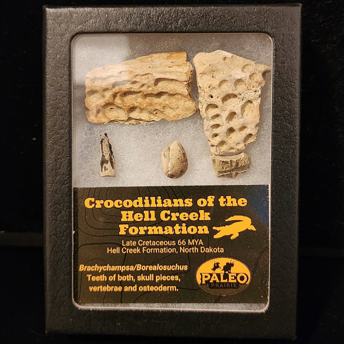 Crocodilians of the Hell Creek Formation