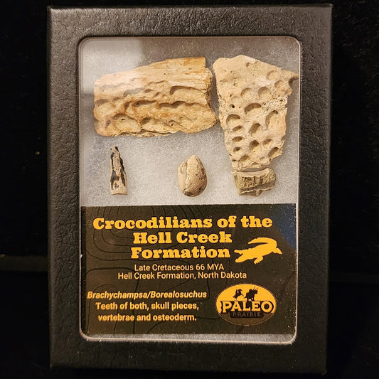 Crocodilians of the Hell Creek Formation