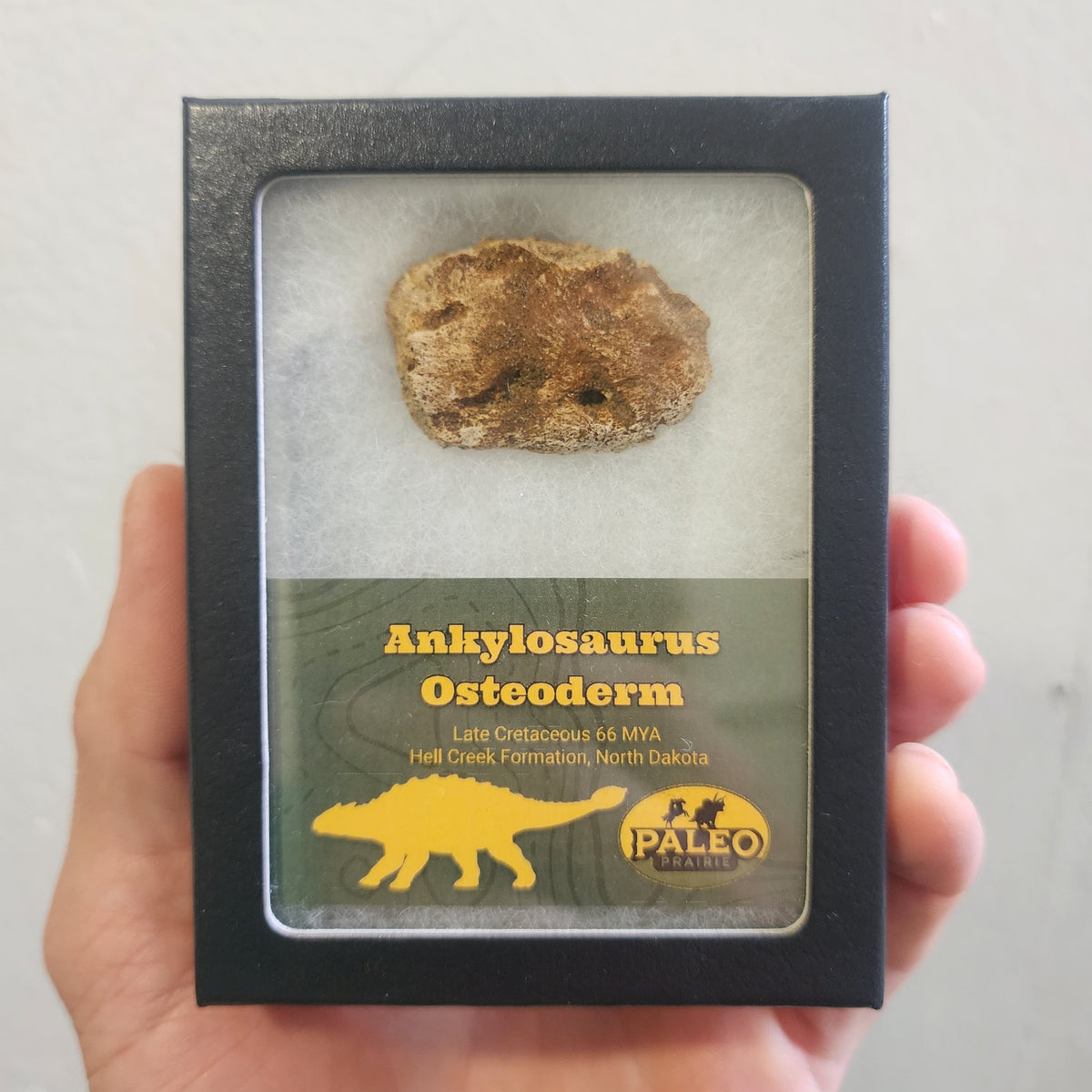 Ankylosaurus armor plate fossil from the Hell Creek Formation displayed in a black Riker box with Paleo Prairie label