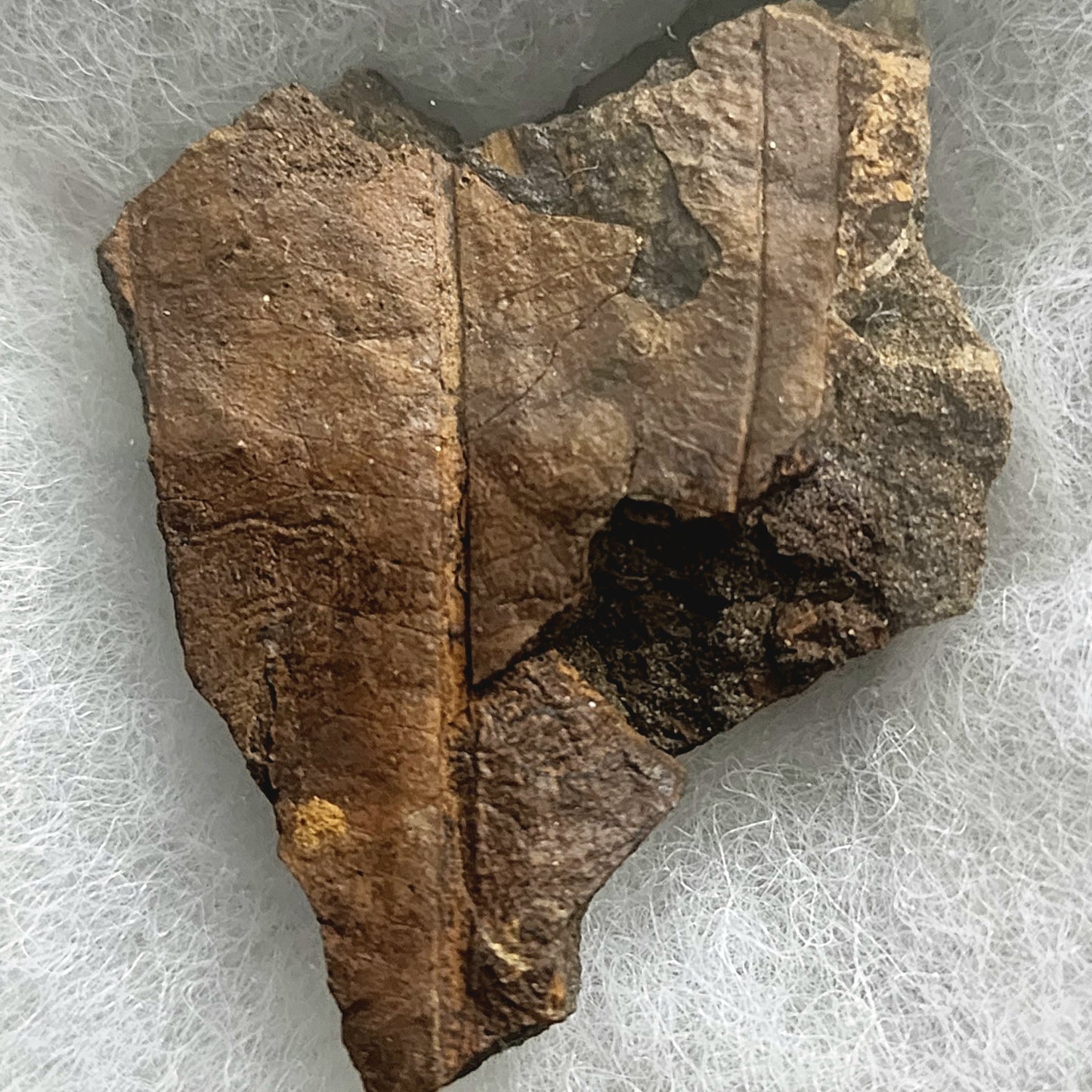 Leaf Imprint Fossil