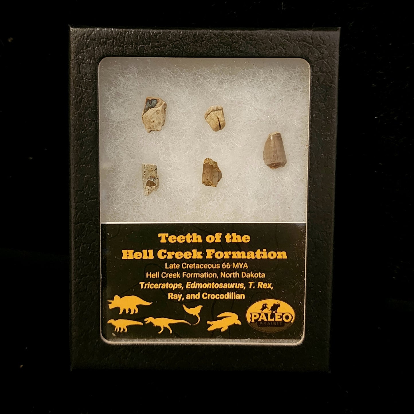 Teeth of the Hell Creek Formation — Late Cretaceous (66 Million Years Ago)