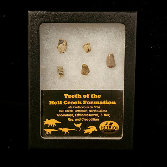 Teeth of the Hell Creek Formation — Late Cretaceous (66 Million Years Ago)