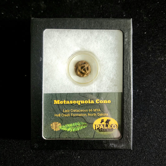 Metasequoia Cone — Hell Creek Formation (66 MYA)