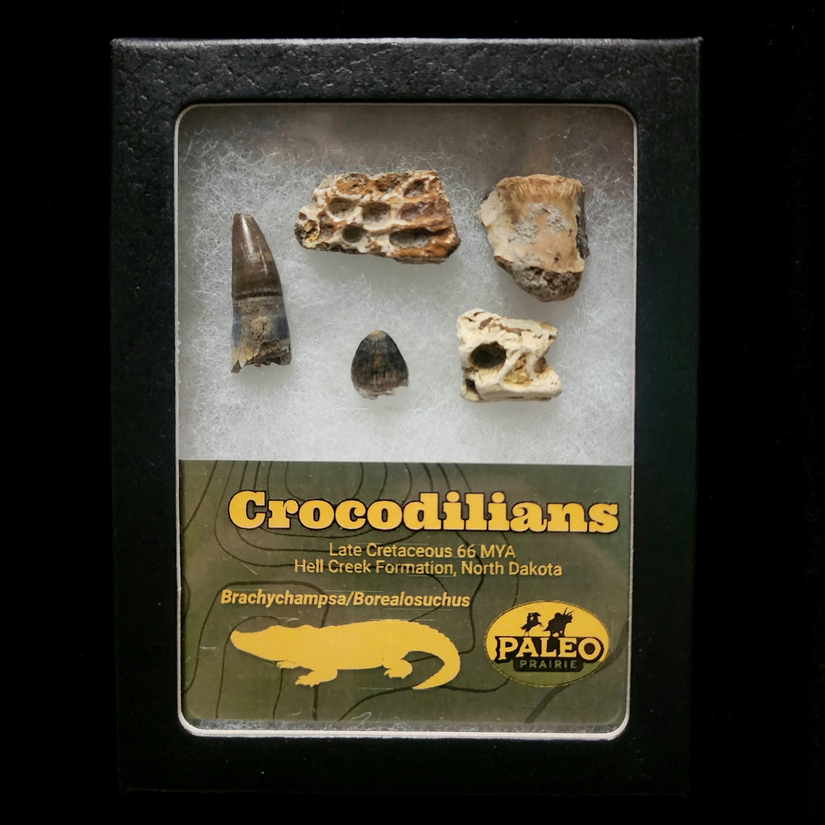 Crocodilian fossil set in a labeled Riker box: teeth, skull, vertebra and armor plate from the Hell Creek Formation, North Dakota