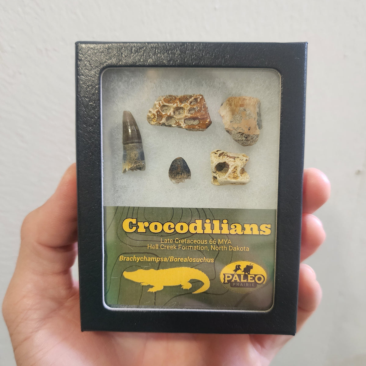Brachychampsa and Borealosuchus crocodile fossils displayed in a black Riker box with Paleo Prairie label