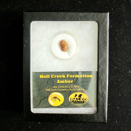 Amber (Hell Creek Formation) – Late Cretaceous (66 MYA)