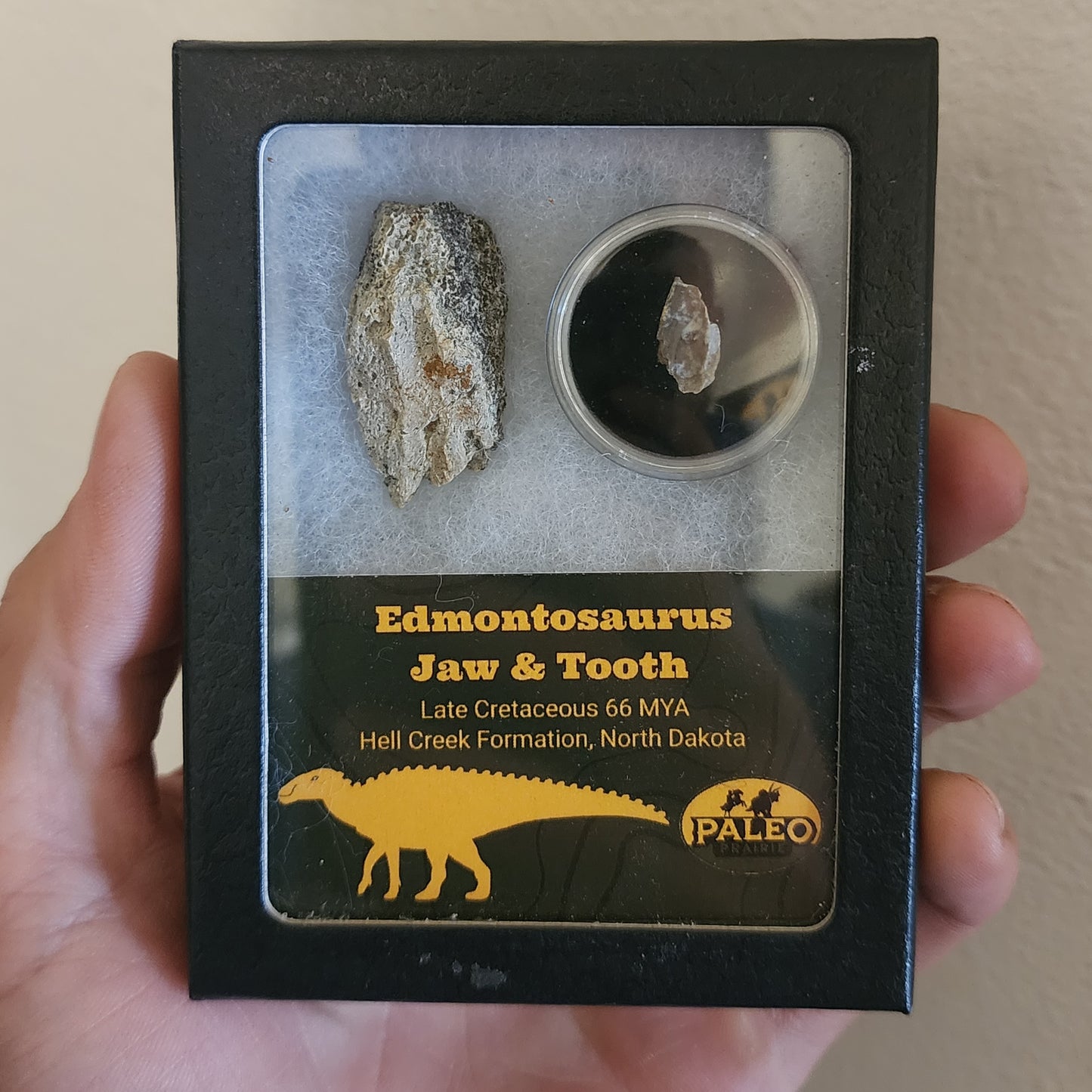 Edmontosaurus Jaw and Tooth