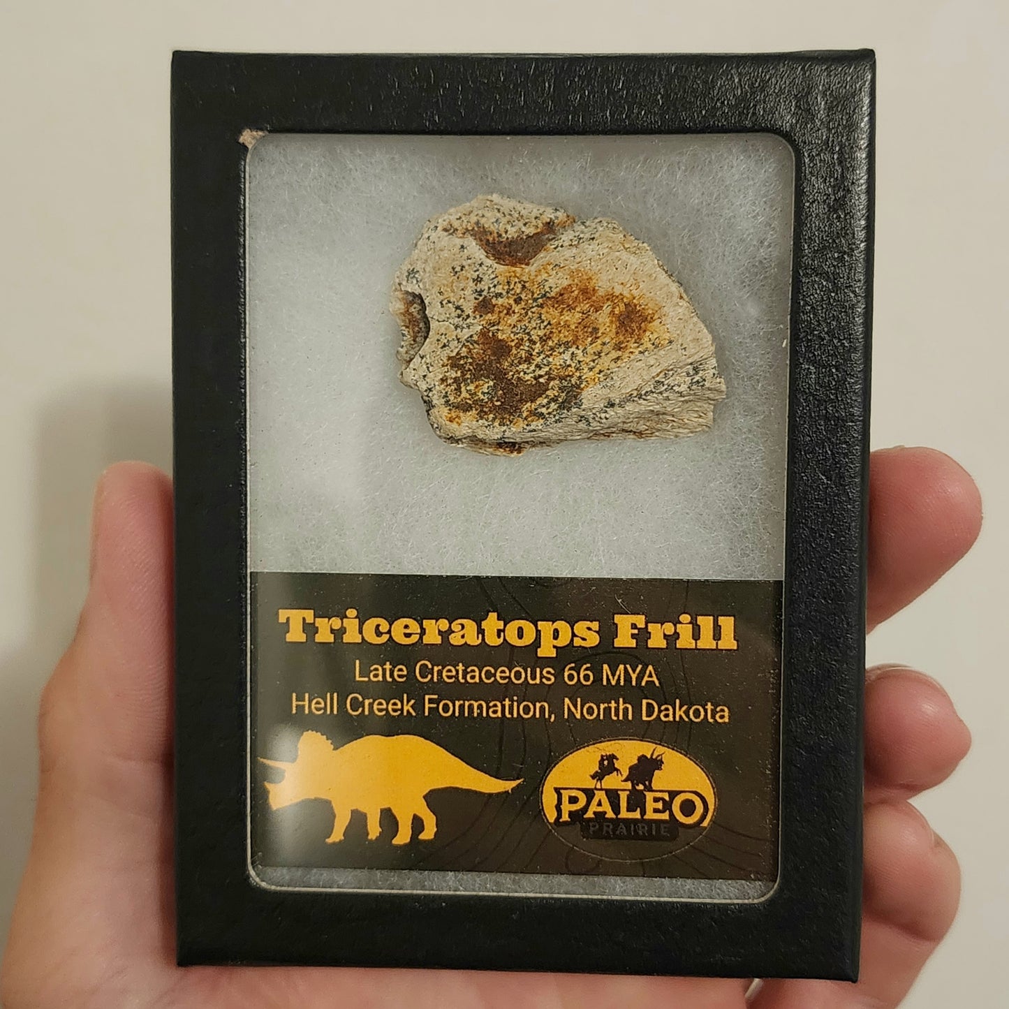 Triceratops Frill — Hell Creek Formation (66 Million Years Ago)