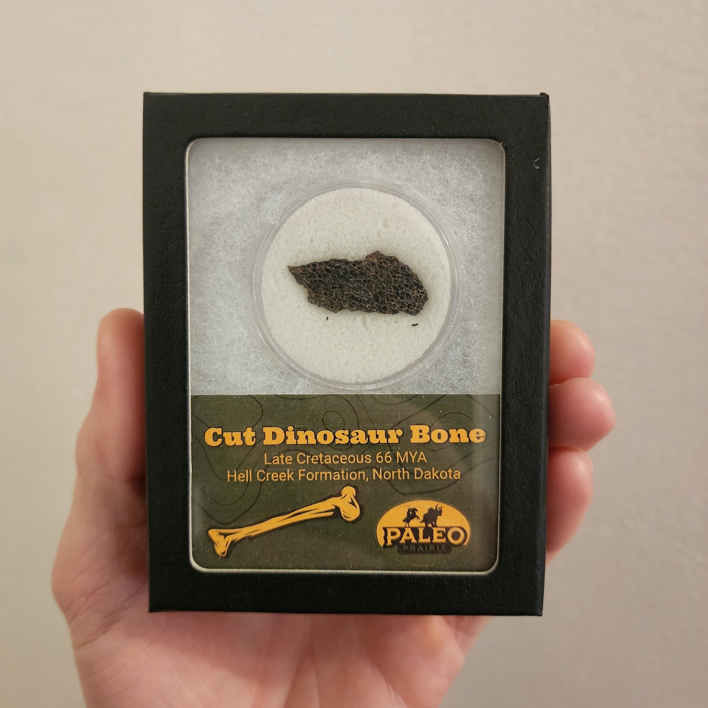 Cut Dinosaur Bone – Hell Creek Formation