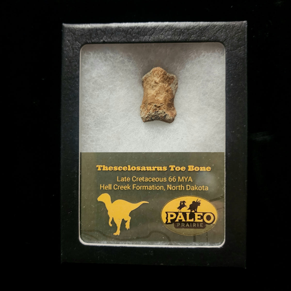 Thescelosaurus toe bone fossil in a labeled Riker box, Hell Creek Formation, North Dakota