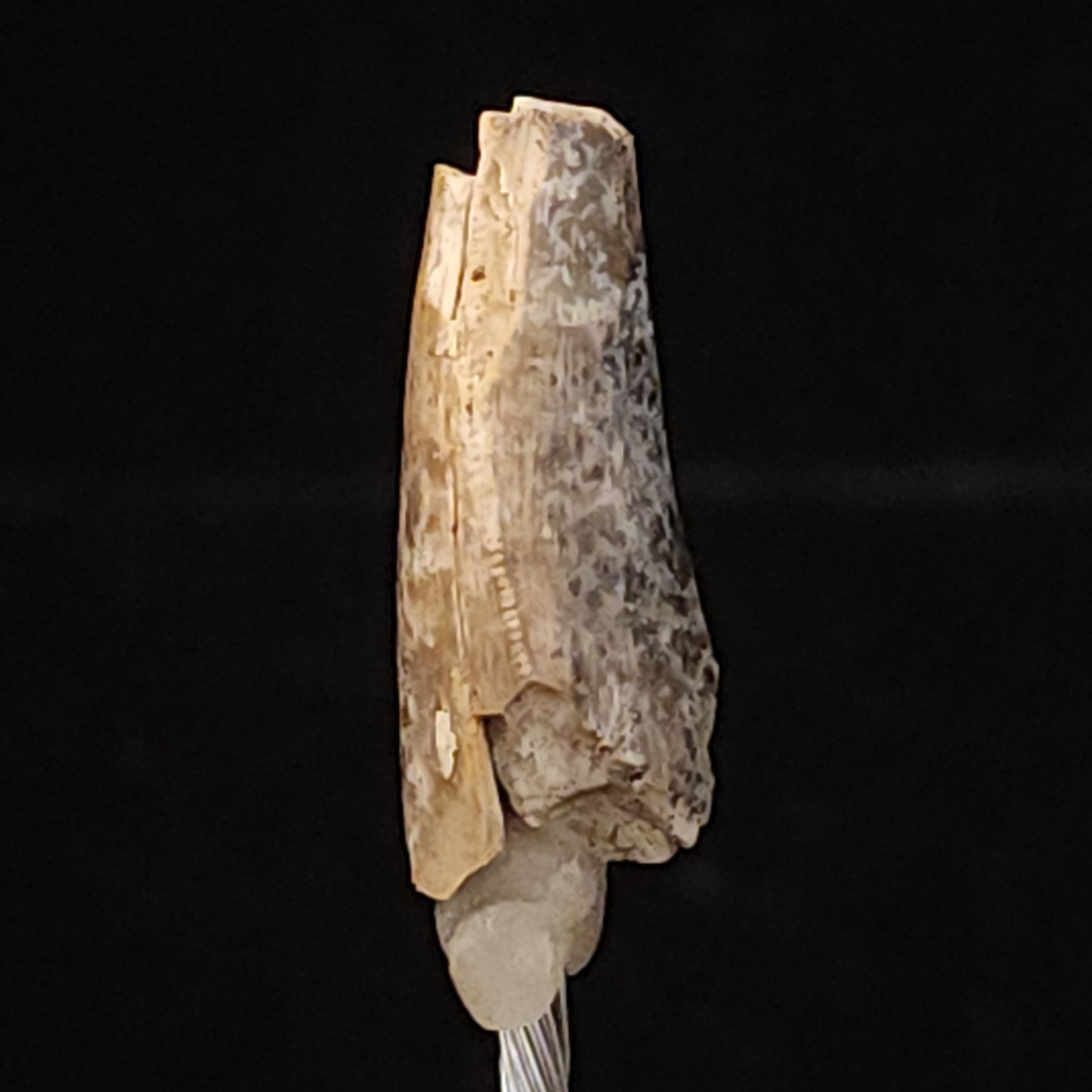 T. rex Tooth Shard 7/8in with Serrations — Hell Creek Formation (66 Million Years Ago)