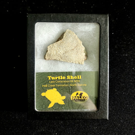 Turtle Shell Fragment — Hell Creek Formation (66 MYA)