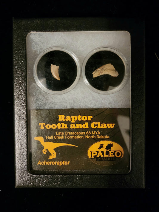 Acheroraptor Tooth and Claw — Hell Creek Formation (66 Million Years Ago)