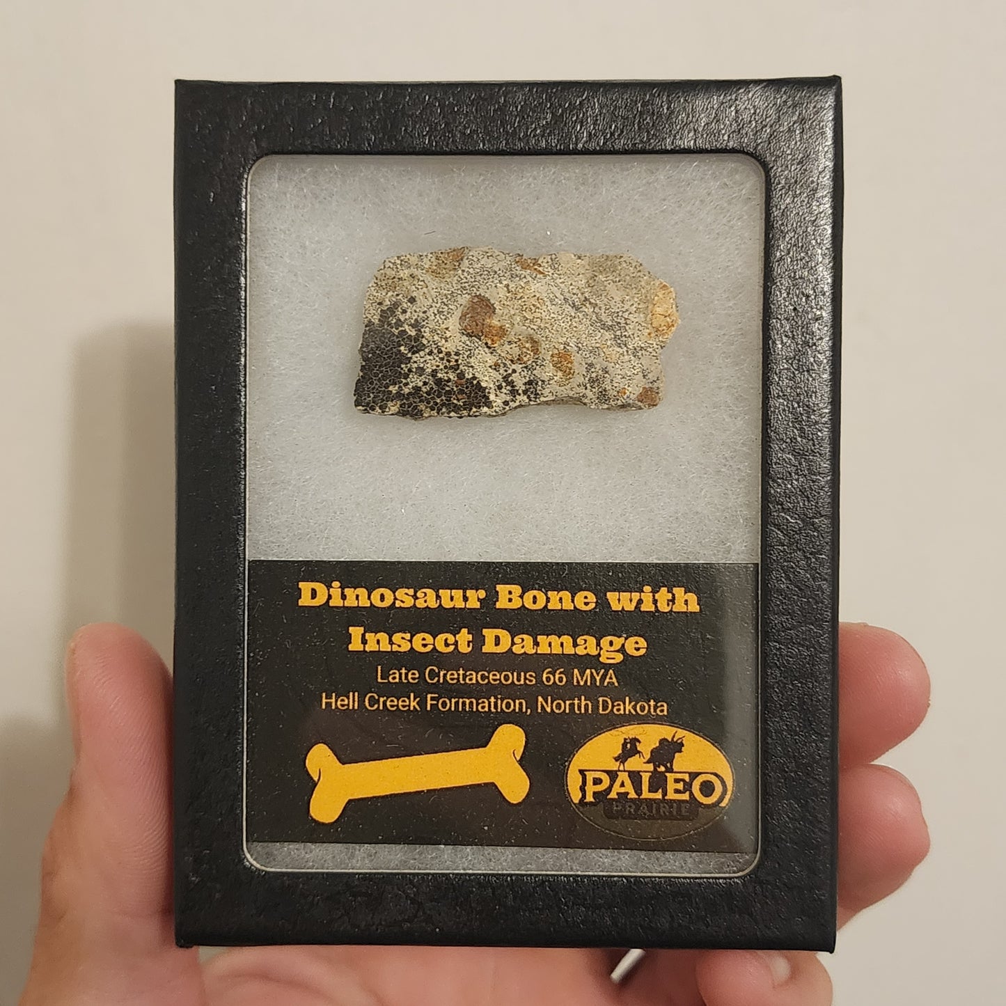 Dinosaur Bone with Insect Damage — Hell Creek Formation (66 Million Years Ago)