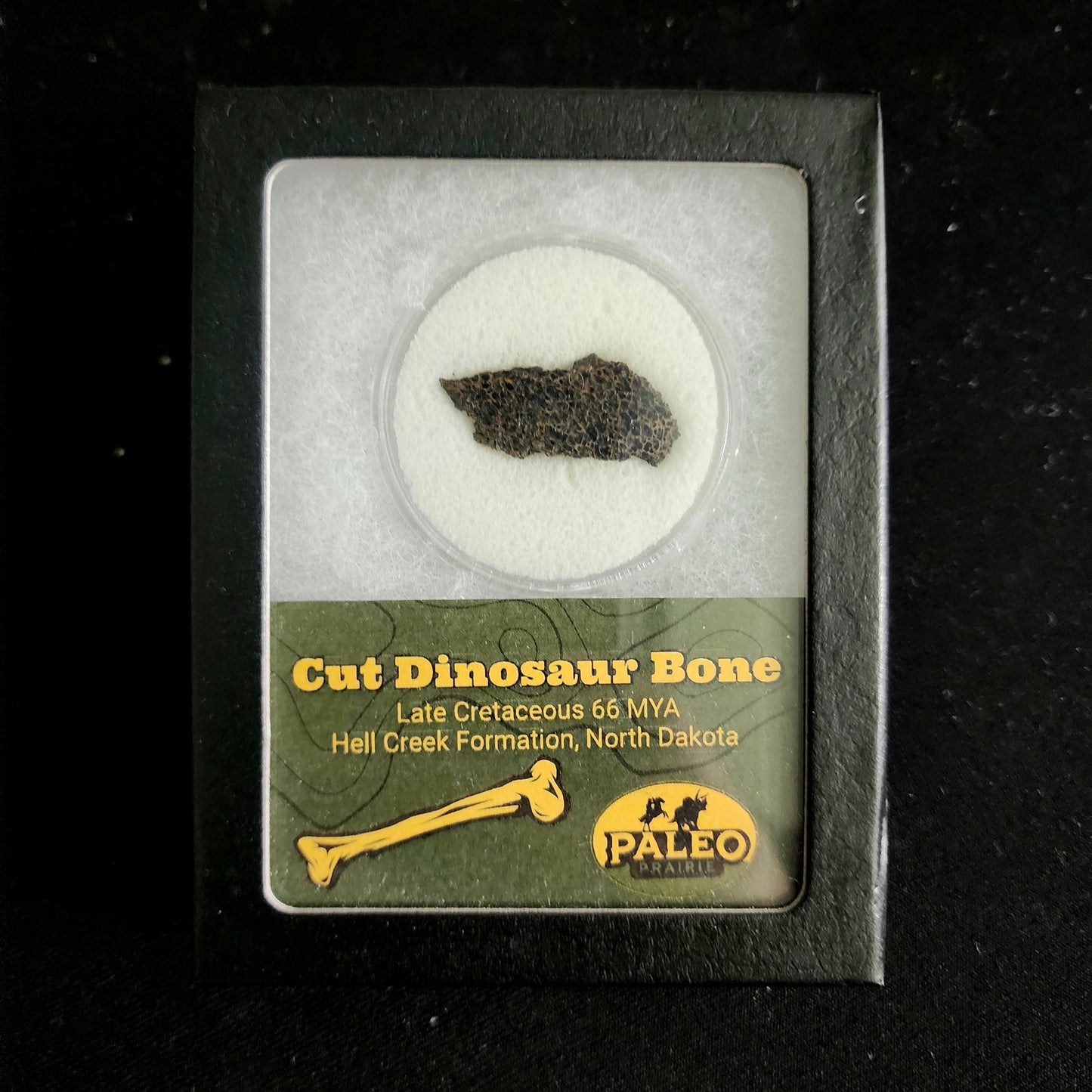 Cut Dinosaur Bone – Hell Creek Formation