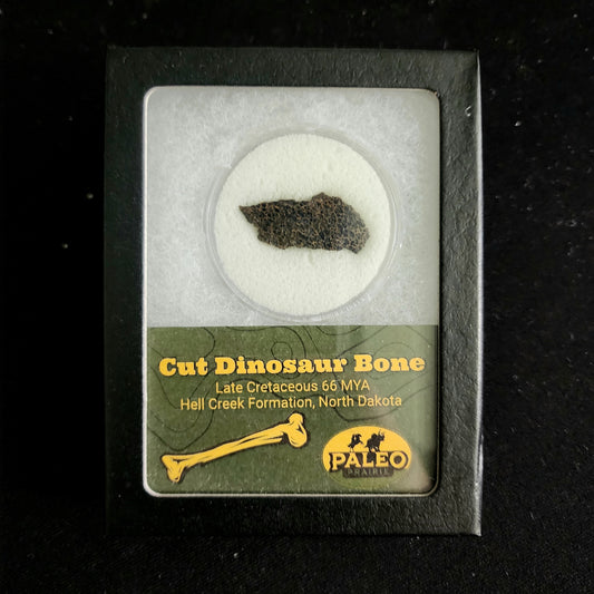 Cut Dinosaur Bone – Hell Creek Formation