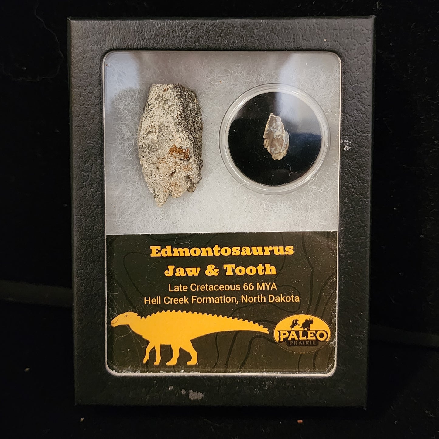 Edmontosaurus Jaw and Tooth