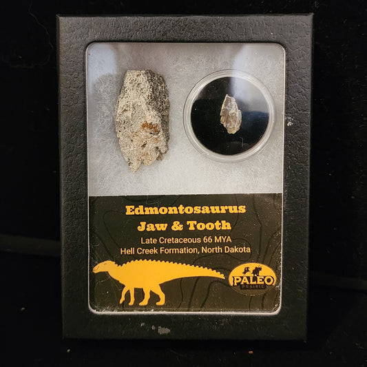 Edmontosaurus Jaw and Tooth