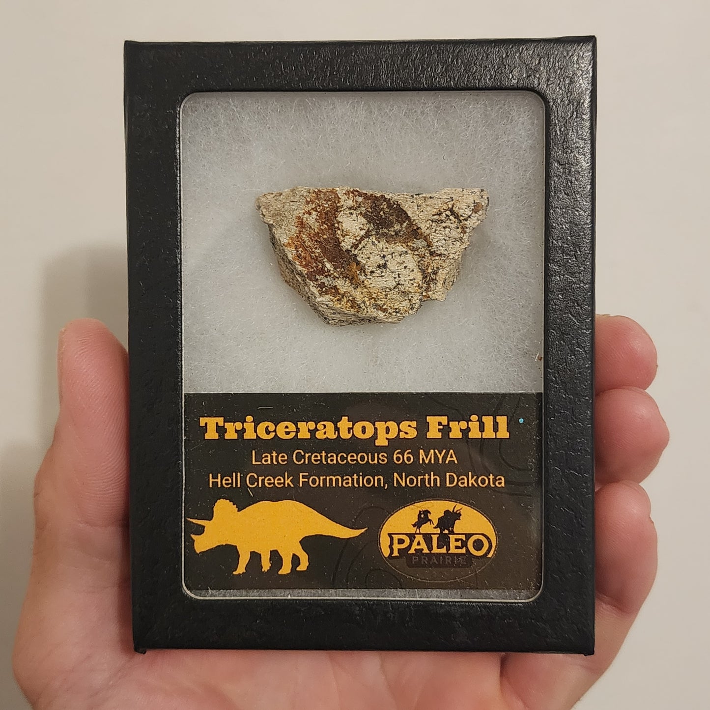Triceratops Frill — Hell Creek Formation (66 Million Years Ago)