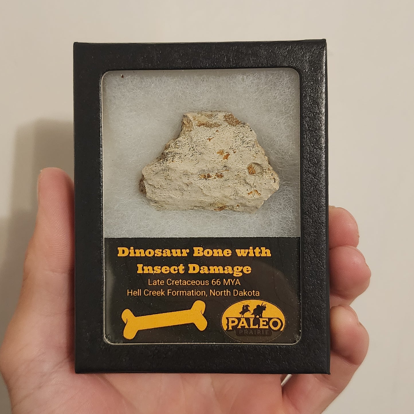 Dinosaur Bone with Insect Damage — Hell Creek Formation (66 Million Years Ago)