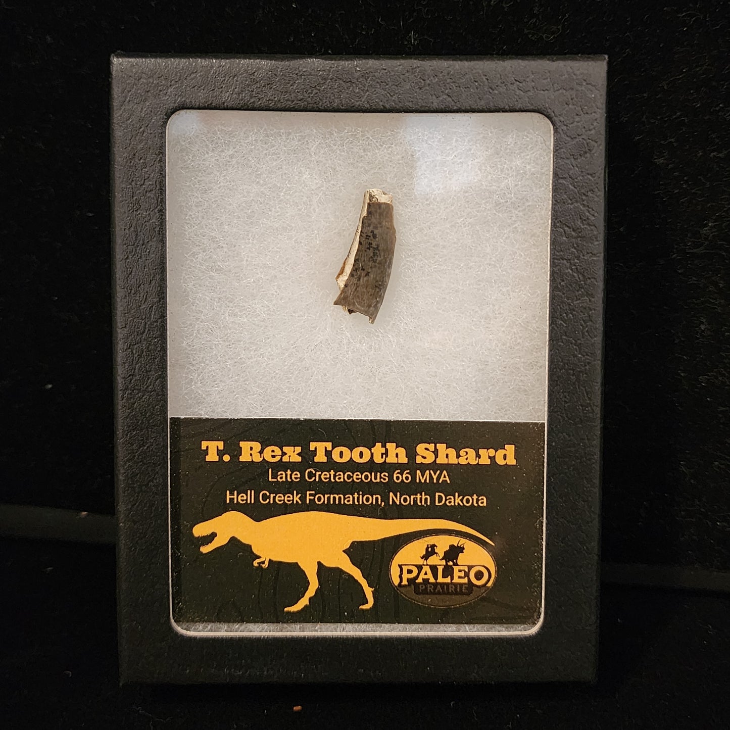 T. rex Tooth Shard 7/8in with Serrations — Hell Creek Formation (66 Million Years Ago)
