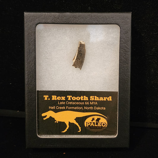 T. rex Tooth Shard 7/8in with Serrations — Hell Creek Formation (66 Million Years Ago)