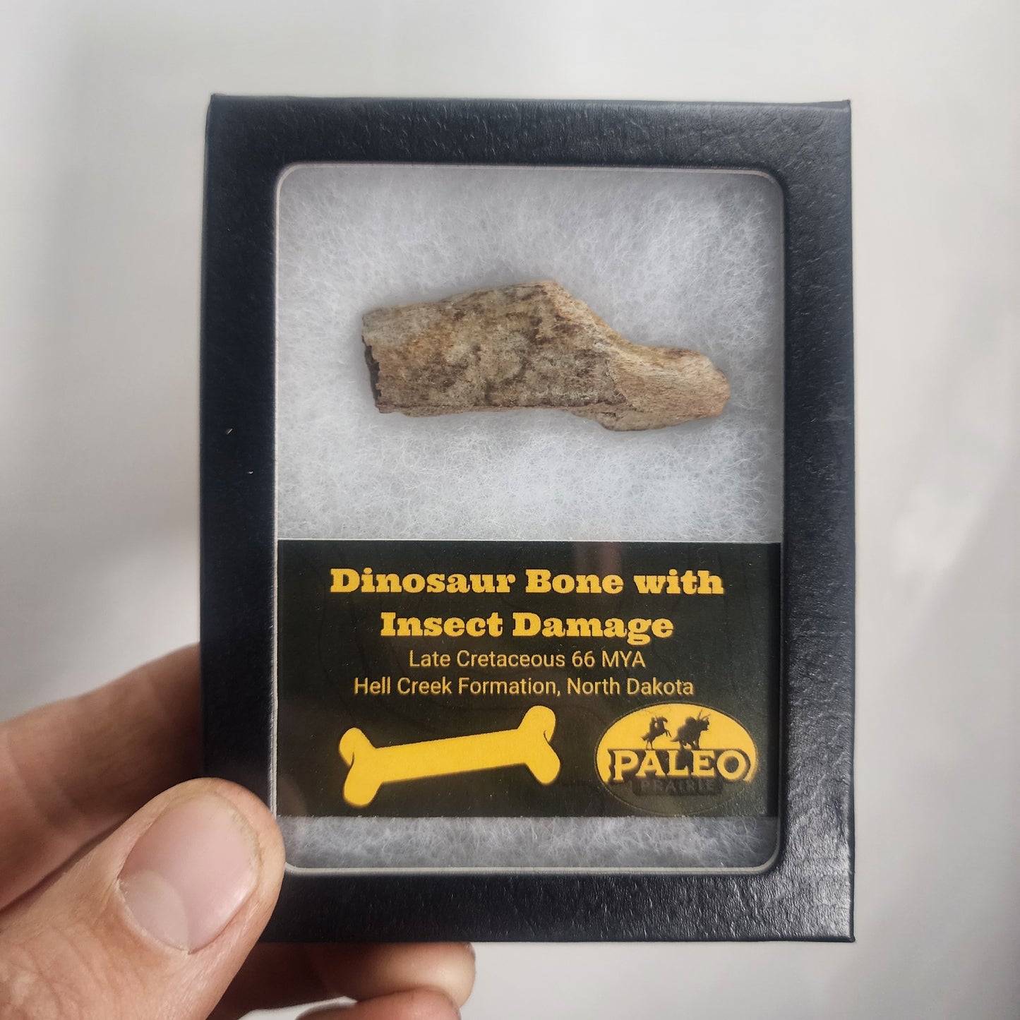 Dinosaur Bone with Insect Damage — Hell Creek Formation (66 Million Years Ago)